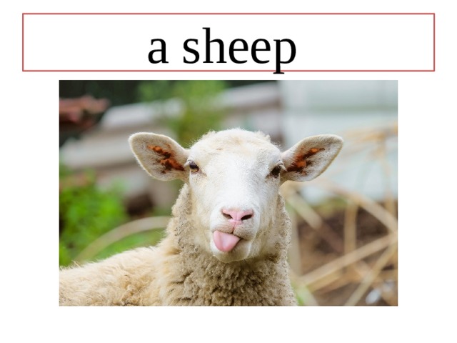 a sheep 