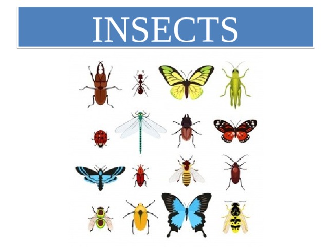 INSECTS 