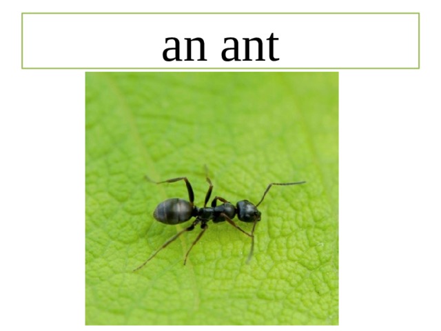 an ant 