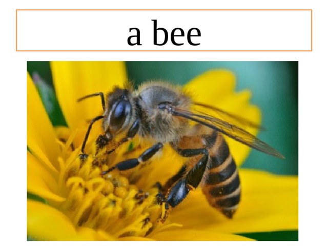 a bee 