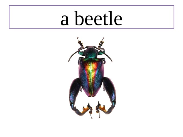 a beetle 
