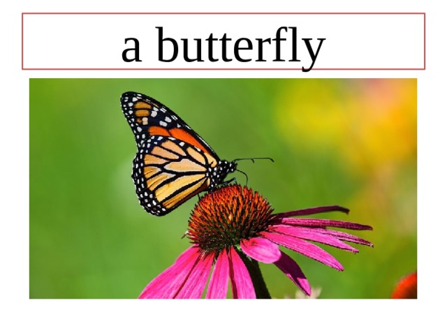 a butterfly 