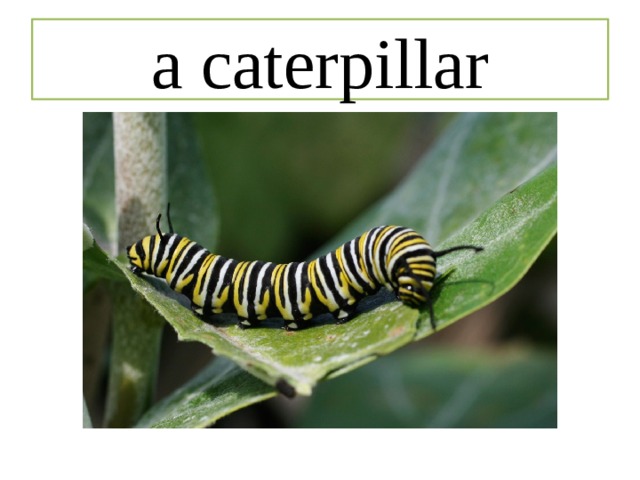a caterpillar 