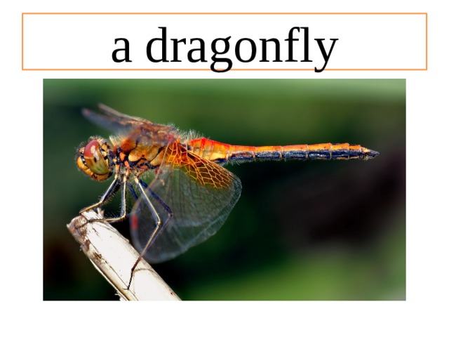 a dragonfly 
