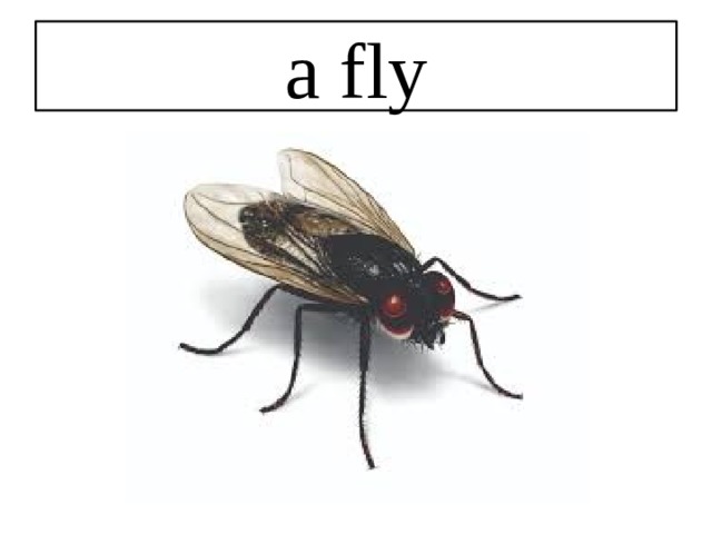 a fly 