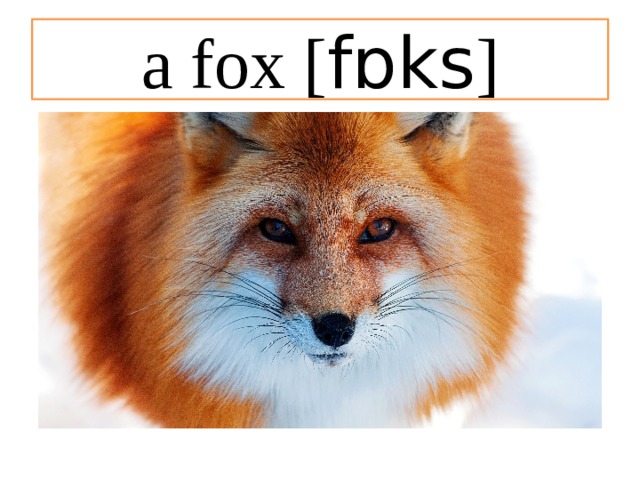 a fox [ fɒks ] 
