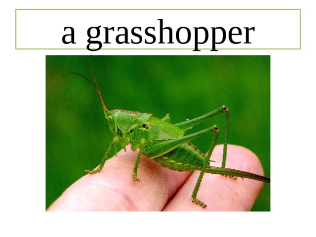 a grasshopper 