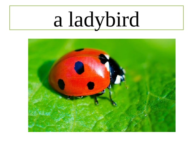a ladybird 