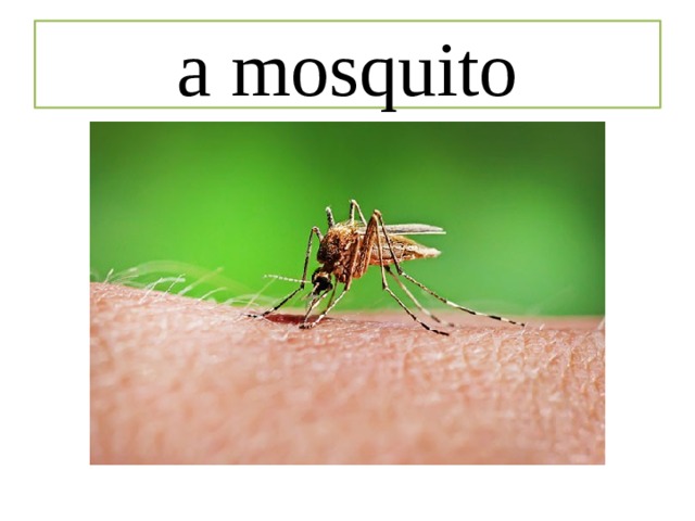 a mosquito 