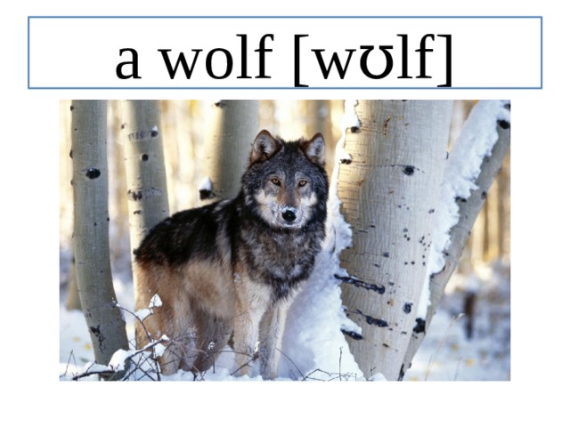a wolf [wʊlf] 