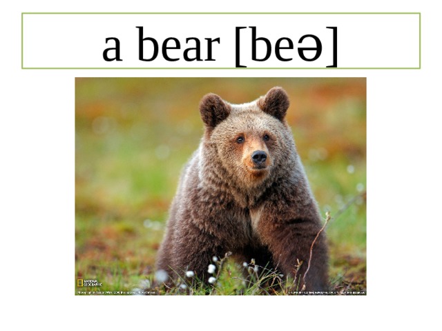 a bear [beə] 