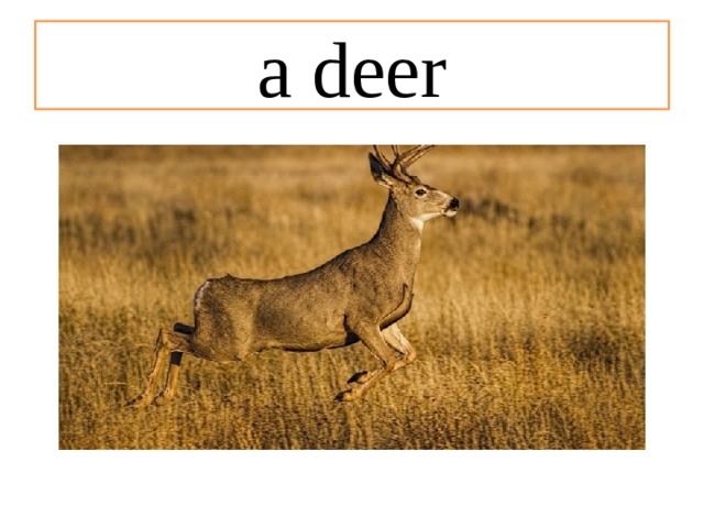 a deer 