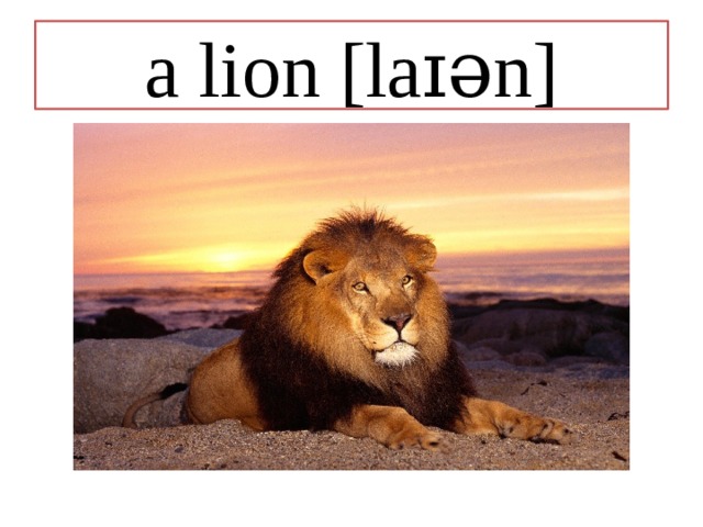 a lion [laɪən] 