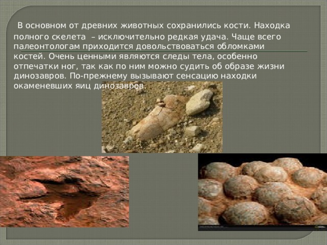  В основном от древних животных сохранились кости. Находка полного скелета – исключительно редкая удача. Чаще всего палеонтологам приходится довольствоваться обломками костей. Очень ценными являются следы тела, особенно отпечатки ног, так как по ним можно судить об образе жизни динозавров. По-прежнему вызывают сенсацию находки окаменевших яиц динозавров. 