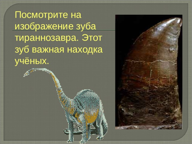 Посмотрите на изображение зуба тираннозавра. Этот зуб важная находка учёных. 