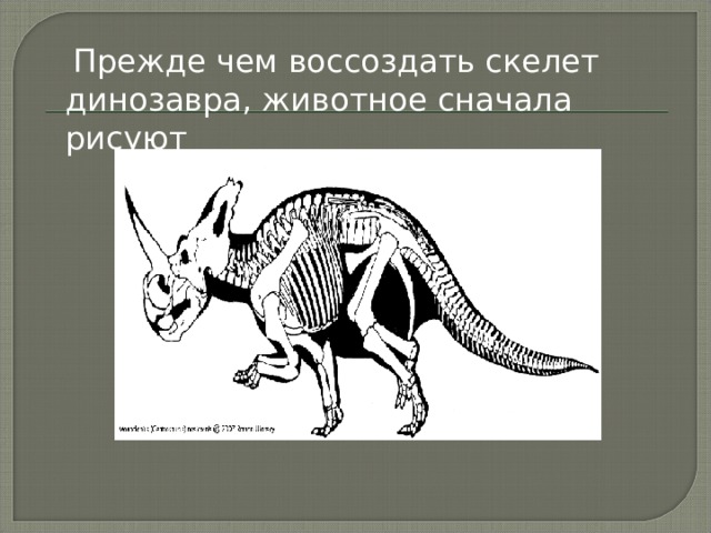  Прежде чем воссоздать скелет динозавра, животное сначала рисуют 
