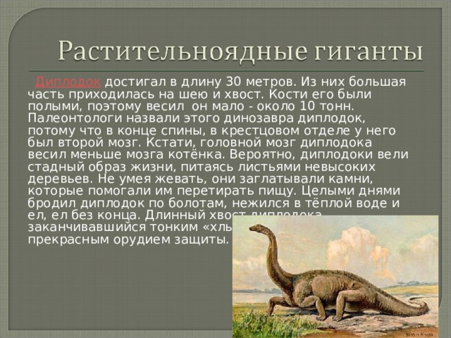    Диплодок достигал в длину 30 метров. Из них большая часть приходилась на шею и хвост. Кости его были полыми, поэтому весил  он мало - около 10 тонн. Палеонтологи назвали этого динозавра диплодок, потому что в конце спины, в крестцовом отделе у него был второй мозг. Кстати, головной мозг диплодока весил меньше мозга котёнка. Вероятно, диплодоки вели стадный образ жизни, питаясь листьями невысоких деревьев. Не умея жевать, они заглатывали камни, которые помогали им перетирать пищу. Целыми днями бродил диплодок по болотам, нежился в тёплой воде и ел, ел без конца. Длинный хвост диплодока, заканчивавшийся тонким «хлыстом», служил прекрасным орудием защиты. 