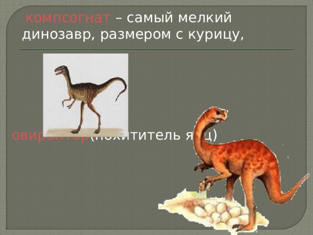   компсогнат – самый мелкий динозавр, размером с курицу, овираптор (похититель яиц) 