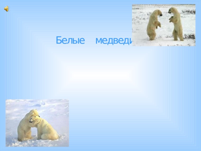 Белые медведи. 
