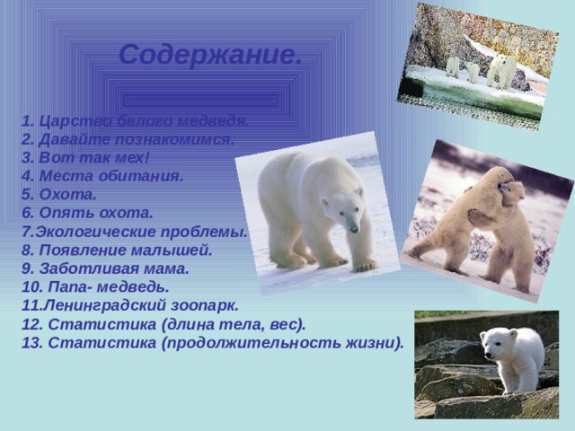Содержание. 1. Царство белого медведя. 2. Давайте познакомимся. 3. Вот так мех! 4. Места обитания. 5. Охота. 6. Опять охота. 7.Экологические проблемы. 8. Появление малышей. 9. Заботливая мама. 10. Папа- медведь. 11.Ленинградский зоопарк. 12. Статистика (длина тела, вес). 13. Статистика (продолжительность жизни).    
