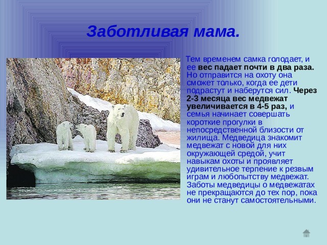 Заботливая мама.  Тем временем самка голодает, и ее  вес падает почти в два раза.  Но отправится на охоту она сможет только, когда ее дети подрастут и  наберутся сил.  Через 2-3 месяца вес медвежат увеличивается в 4-5 раз,  и семья начинает совершать короткие прогулки в непосредственной близости от жилища. Медведица знакомит медвежат с новой для них окружающей средой, учит навыкам охоты и проявляет удивительное терпение к резвым играм и любопытству медвежат. Заботы медведицы о медвежатах не прекращаются до тех пор, пока они не станут самостоятельными. 