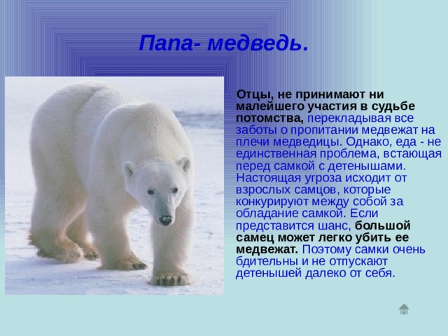 Папа- медведь.  Отцы,  не принимают ни малейшего участия в судьбе потомства,  перекладывая все заботы о пропитании медвежат на плечи медведицы. Однако, еда - не единственная проблема, встающая перед самкой с детенышами. Настоящая угроза исходит от взрослых самцов, которые конкурируют между собой за обладание самкой. Если представится шанс,  большой самец может легко убить ее медвежат. Поэтому самки очень бдительны и не отпускают детенышей далеко от себя. 