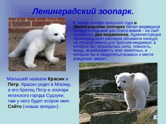 Ленинградский зоопарк.  В конце ноября прошлого года  в Ленинградском зоопарке  белая медведица Услада в седьмой раз стала мамой - на свет  появилось  два медвежонка.  Администрация Ленинградского зоопарка объявила конкурс  на лучшие имена для братьев-медвежат, в которых бы  отражалась сила, ловкость, мощь, выносливость этих животных, и которые бы и свидетельствовали о месте рождения зверят .  Малышей назвали Красин  и Петр . Красин уедет в Москву, а его братец Петр-в зоопарк японского города Судзуки, там у него будет второе имя- Сэйто («наша звезда»). 