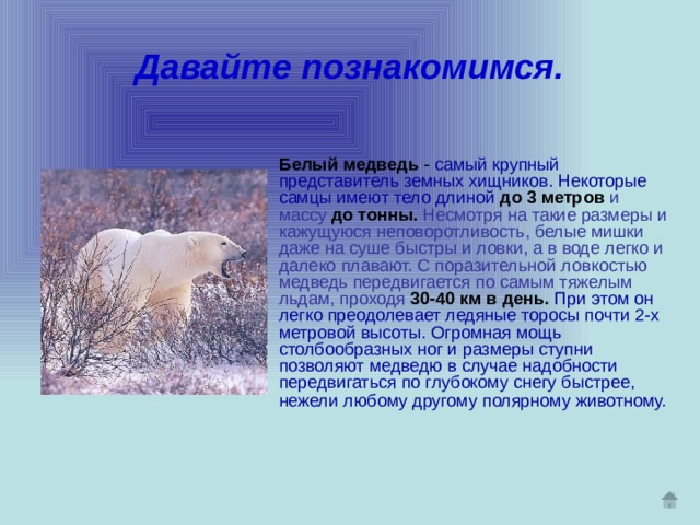 Давайте познакомимся.  Белый медведь - самый крупный представитель земных хищников. Некоторые самцы имеют тело длиной  до 3 метров  и массу до тонны.  Несмотря на такие размеры и кажущуюся неповоротливость, белые мишки даже на суше быстры и ловки, а в воде легко и далеко плавают. С поразительной ловкостью медведь передвигается по самым тяжелым  льдам, проходя  30-40 км в день.  При этом он легко преодолевает ледяные торосы почти 2-х метровой высоты. Огромная мощь столбообразных ног и размеры ступни позволяют медведю в случае надобности передвигаться по глубокому снегу быстрее, нежели любому другому полярному животному.  