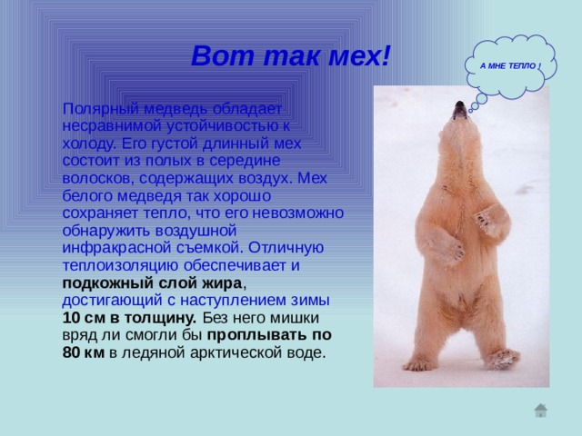 Вот так мех! А МНЕ ТЕПЛО !  Полярный медведь обладает несравнимой устойчивостью к холоду. Его густой длинный мех состоит из полых в середине волосков, содержащих воздух. Мех белого медведя так хорошо сохраняет тепло, что его невозможно обнаружить воздушной инфракрасной съемкой. Отличную теплоизоляцию обеспечивает и  подкожный слой жира , достигающий с наступлением зимы  10 см в толщину. Без него мишки вряд ли смогли бы проплывать по 80 км в ледяной арктической воде. 