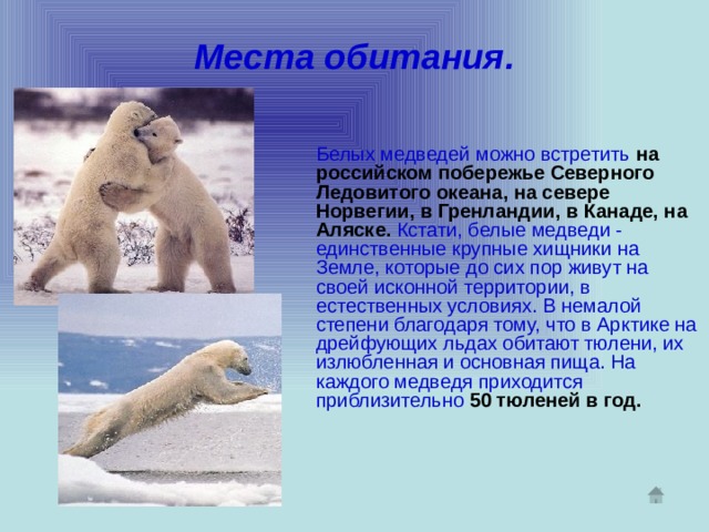 Места обитания.  Белых медведей можно встретить  на российском побережье Северного Ледовитого океана, на севере Норвегии, в Гренландии, в Канаде, на Аляске.  Кстати, белые медведи - единственные крупные хищники на Земле, которые до сих пор живут на своей исконной территории, в естественных условиях. В немалой степени благодаря тому, что в Арктике на дрейфующих льдах обитают тюлени, их излюбленная и основная пища. На каждого медведя приходится приблизительно  50 тюленей в год. 