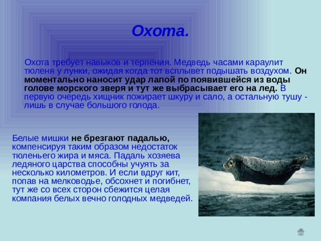 Белые мишки  не брезгают падалью,  компенсируя таким образом недостаток тюленьего жира и мяса. Падаль хозяева ледяного царства способны учуять за несколько километров. И если вдруг кит, попав на мелководье, обсохнет и погибнет, тут же со всех сторон сбежится целая компания белых вечно голодных медведей. Охота.  Охота требует навыков и терпения. Медведь часами караулит тюленя у лунки, ожидая когда тот всплывет подышать воздухом.  Он моментально наносит удар лапой по появившейся из воды голове морского зверя и тут же выбрасывает его на лед.  В первую очередь хищник пожирает шкуру и сало, а остальную тушу - лишь в случае большого голода. 