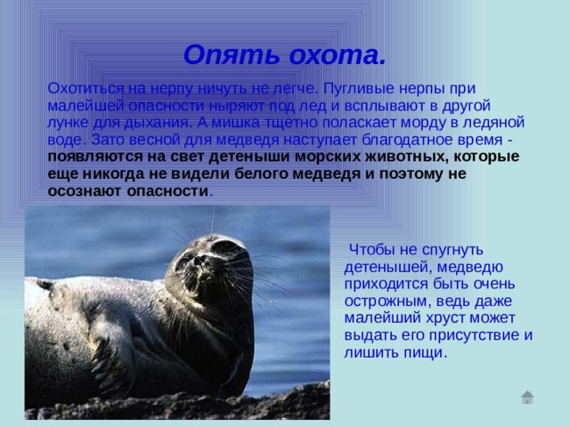 Опять охота.  Охотиться на нерпу ничуть не легче. Пугливые нерпы при малейшей опасности ныряют под лед и всплывают в другой лунке для дыхания. А мишка тщетно поласкает морду в ледяной воде. Зато весной для медведя наступает благодатное время -  появляются на свет детеныши морских животных, которые еще никогда не видели белого медведя и поэтому не осознают опасности .  Чтобы не спугнуть детенышей, медведю приходится быть очень острожным, ведь даже малейший хруст может выдать его присутствие и лишить пищи. 