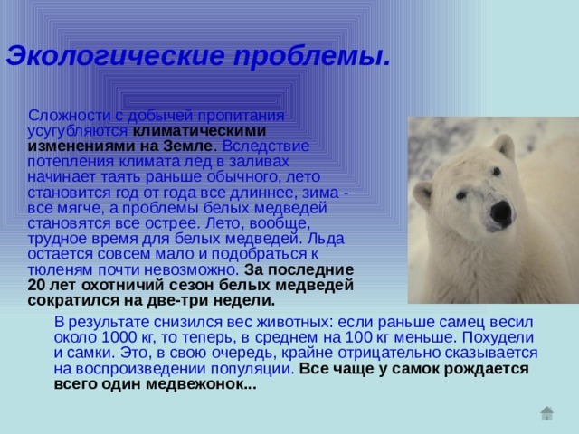 Экологические проблемы.  Сложности с добычей пропитания усугубляются  климатическими изменениями на Земле . Вследствие потепления климата лед в заливах начинает таять раньше обычного, лето становится год от года все длиннее, зима - все мягче, а проблемы белых медведей становятся все острее. Лето, вообще, трудное время для белых медведей. Льда остается совсем мало и подобраться к тюленям почти невозможно.  За последние 20 лет охотничий сезон белых медведей сократился на две-три недели. В результате снизился вес животных: если раньше самец весил около 1000 кг, то теперь, в среднем на 100 кг меньше. Похудели и самки. Это, в свою очередь, крайне отрицательно сказывается на воспроизведении популяции.  Все чаще у самок рождается всего один медвежонок... 