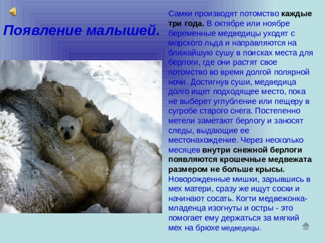 Самки производят потомство  каждые три года.  В октябре или ноябре беременные медведицы уходят с морского льда и направляются на ближайшую сушу в поисках места для берлоги, где они растят свое потомство во время долгой полярной ночи. Достигнув суши, медведица долго ищет подходящее место, пока не выберет углубление или пещеру в сугробе старого снега. Постепенно метели заметают берлогу и заносят следы, выдающие ее местонахождение. Через несколько  месяцев внутри снежной берлоги появляются крошечные медвежата размером не больше крысы.  Новорожденные мишки, зарывшись в мех матери, сразу же ищут соски и начинают сосать. Когти медвежонка-младенца изогнуты и остры - это помогает ему держаться за мягкий мех на брюхе медведицы. Появление малышей. 