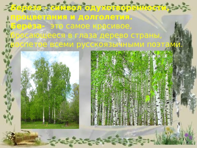  Береза - символ одухотворенности, процветания и долголетия.  Берёза- это самое красивое, бросающееся в глаза дерево страны, воспетое всеми русскоязычными поэтами. 