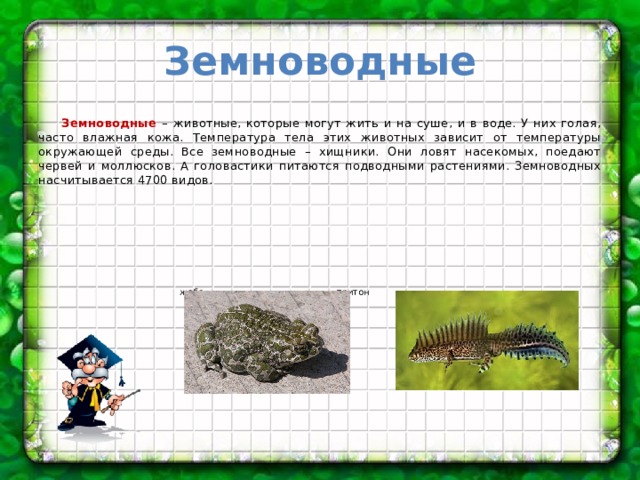 Земноводные   Земноводные – животные, которые могут жить и на суше, и в воде. У них голая, часто влажная кожа. Температура тела этих животных зависит от температуры окружающей среды. Все земноводные – хищники. Они ловят насекомых, поедают червей и моллюсков. А головастики питаются подводными растениями. Земноводных насчитывается 4700 видов.  жаба тритон 