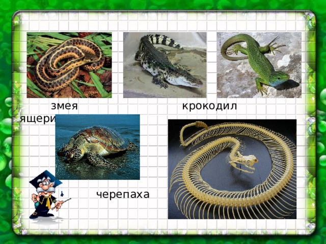  змея крокодил ящерица  черепаха 
