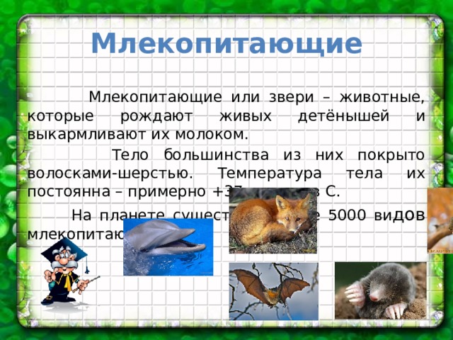 Млекопитающие  Млекопитающие или звери – животные, которые рождают живых детёнышей и выкармливают их молоком.  Тело большинства из них покрыто волосками-шерстью. Температура тела их постоянна – примерно +37 градусов С.  На планете существует более 5000 ви дов млекопитающих. 
