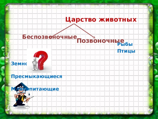  Царство животных   Беспозвоночные  Рыбы  Птицы  Земноводные  Пресмыкающиеся  Млекопитающие      Позвоночные 