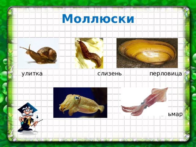 Моллюски  улитка слизень перловица  каракатица кальмар 