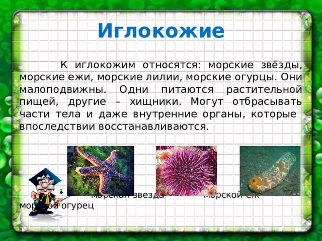 Иглокожие  К иглокожим относятся: морские звёзды, морские ежи, морские лилии, морские огурцы. Они малоподвижны. Одни питаются растительной пищей, другие – хищники. Могут отбрасывать части тела и даже внутренние органы, которые впоследствии восстанавливаются.  морская звезда морской ёж морской огурец 