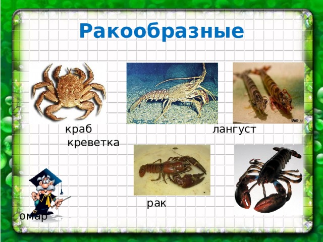 Ракообразные  краб лангуст креветка  рак омар 