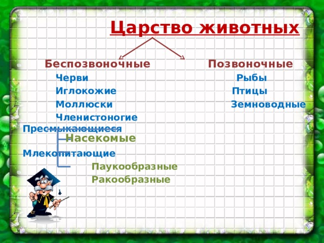  Царство животных   Беспозвоночные Позвоночные  Черви Рыбы  Иглокожие Птицы  Моллюски Земноводные  Членистоногие Пресмыкающиеся    Млекопитающие  Паукообразные  Ракообразные       Насекомые 