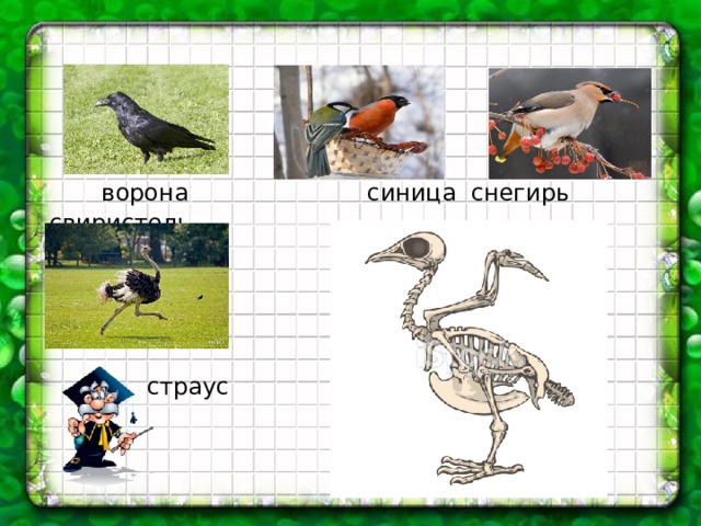  ворона синица снегирь свиристель  страус 