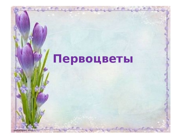 Первоцветы 