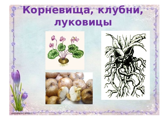 Корневища, клубни, луковицы 