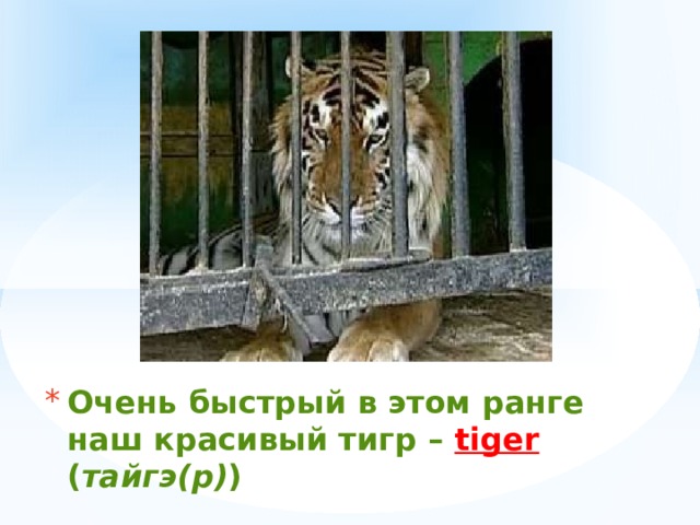 Очень быстрый в этом ранге  наш красивый тигр –  tiger  ( тайгэ(р) ) 
