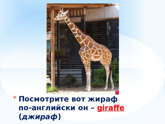 Посмотрите вот жираф  по-английски он – giraffe  ( джираф ) 