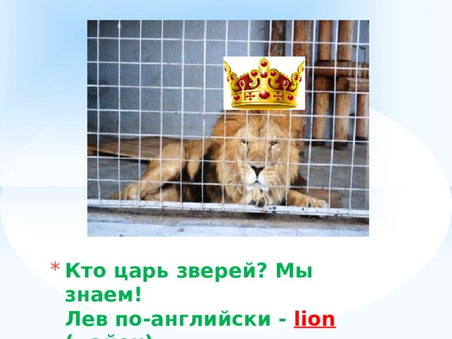 Кто цaрь зверей? Мы знаем!  Лев по-английски -  lion  ( лайон ) 