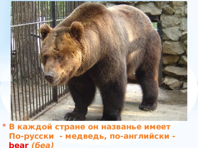 В каждой стране он названье имеет  По-русски - медведь, по-английски - bear  (беа) 
